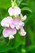 everlastingsweet pea