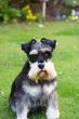 miniature schnauzer
