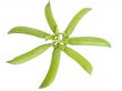 green pea