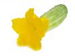 Cucumber