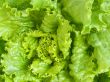 lettuce