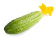 Cucumber