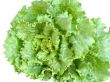 lettuce