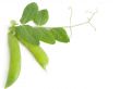 green pea