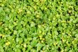 small yellow flowers