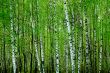 birch forest