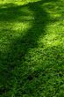 grass & shade
