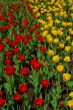 red & yellow tulips