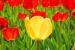 yellow tulip & many red ones