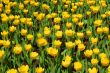 yellow tulips