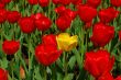 yellow tulip in front of red ones