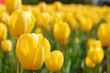 yellow tulips 2