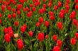 pink tulip & many red ones