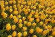 yellow tulips 3