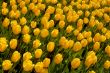 yellow tulips 5