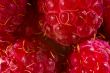 rasberries