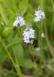 small wild flowers