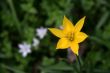 wild tulip