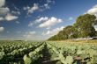 agriculture and windmills