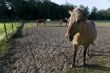 horses