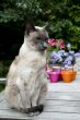 siamese cat