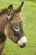 brown donkey