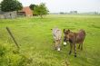 landscape with donkeys