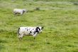 cows with big asses