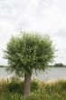Dutch willow
