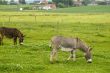 donkeys