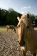 head of a brown horse