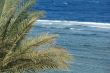 Palm leaves on the background of the Red sea