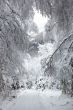 Winter Wonderland