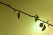 Backlit Branch