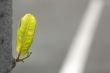 Green Leaf