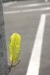 Green Leaf