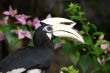 Hornbill C