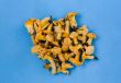 chanterelles