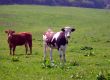Portrait of cows in countryside