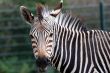 Grevy`s Zebra portrait