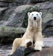 Beautiful Polar Bear