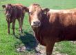 Portrait of brown beef cow