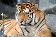 Beautiful Tiger portrait