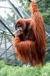 Orangutan Portrait