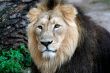 Noble Lion portrait