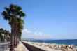 Palm Trees in Cyprus