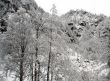 Snowy alpine forest
