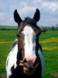 Portrait of Horse in countryside