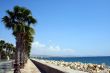 Palm Trees by beach