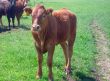 Portrait of brown beef cow